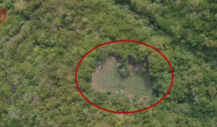 Asgjesohen në Shkodër afro 1800 bimë kanabis, si përherë autorët nuk gjenden