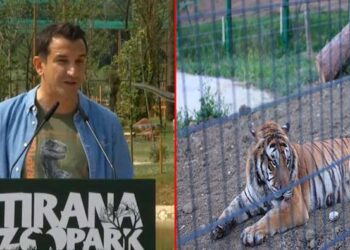 Lali Eri i jep 43 MLN lekë për Ecografinë e luanit dhe majmunit, firmës që s’ka asnjë licencë