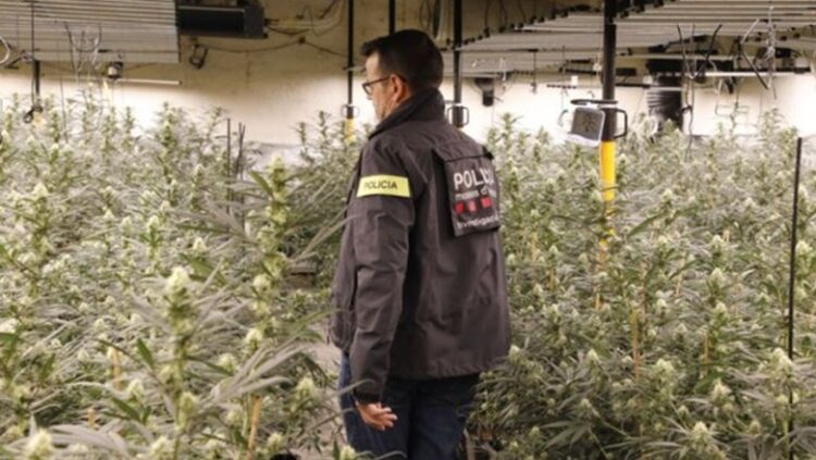 Spanjë, kultivuesit shqiptarë të kanabisit mbushin burgjet, vetëm në Katalonjë, 229 të arrestuar