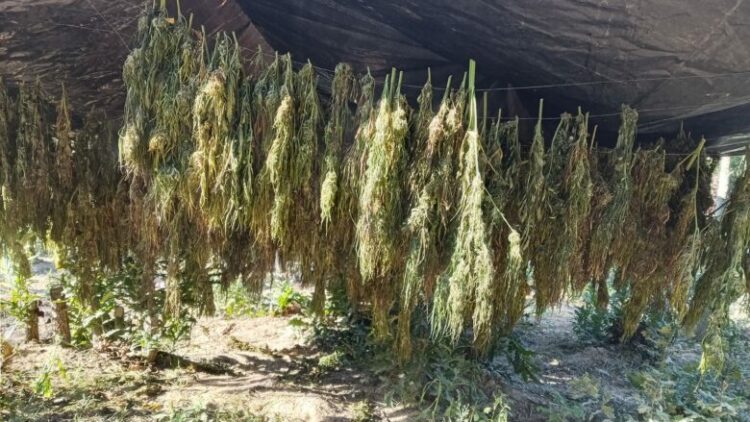 Sekuestrohet mbi një ton drogë në Kosovë, vlera shkon në 5 milionë euro