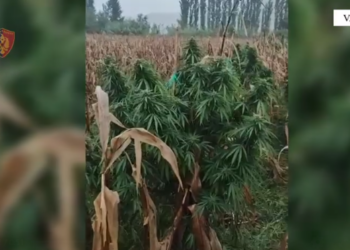 Droni zbulon kanabisin e fshehur në parcelën e misrit në Vaun e Dejës, e pëson edhe kryeplaku