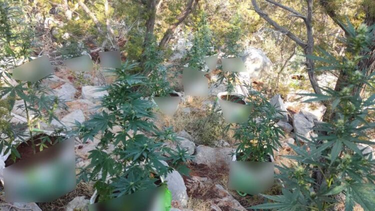 Shkatërrohet grupi shqiptar i drogës në Greqi, përfundojnë në pranga (Emrat)