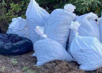 Rekord në Pejë, kapet kanabis me vlerë mbi 5 milionë euro, arrestohet punëtori nga Shqipëria