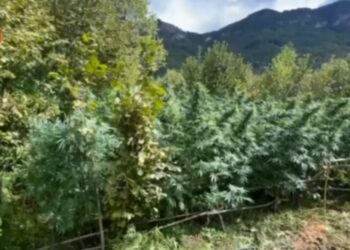 Asgjesohen mbi 1300 bimë kanabis në Shkodër, si përherë autorët ikin në drejtim të paditur