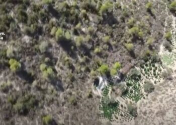 Zbulohet plantacioni me 8 mijë rrënjë marijuanë, arrestohen 3 shqiptarë në Spanjë