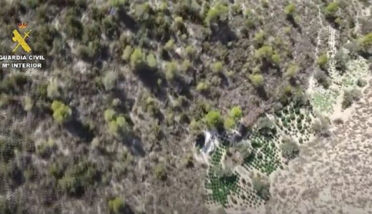 Zbulohet plantacioni me 8 mijë rrënjë marijuanë, arrestohen 3 shqiptarë në Spanjë