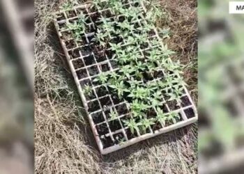 Kultivoi kanabis, arrestohet 68-vjeçari në Malësi të Madhe (Emri)