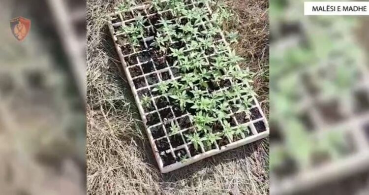 Kultivoi kanabis, arrestohet 68-vjeçari në Malësi të Madhe (Emri)