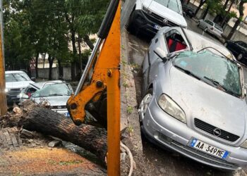 Era e fortë rrëzon pemët në Shkodër, dëmtohen makinat e parkuara (Foto)