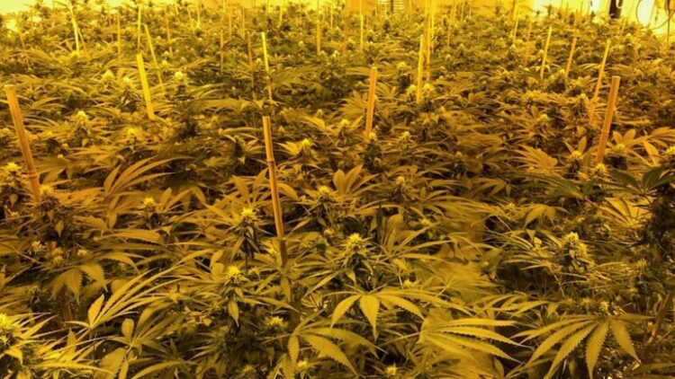 U kap brenda “shtëpisë së barit” në Angli, arrestohet i riu shqiptar