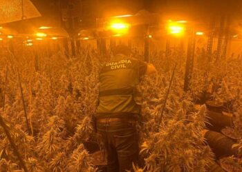 Operacion në Barcelonë ndaj shqiptarëve që kultivojnë marijuanë, mbi 10 të arrestuar