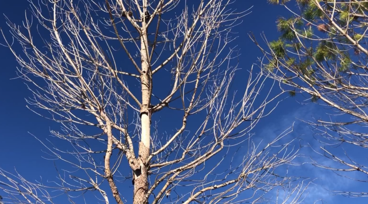 KLSH raportoi se u blenë shtrenjtë/ Pse u thanë pishat me vlerë 618 mijë euro tek Lungomare?