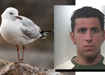 Vrasja e pulëbardhës çon pas hekurave bosin e drogës në Itali