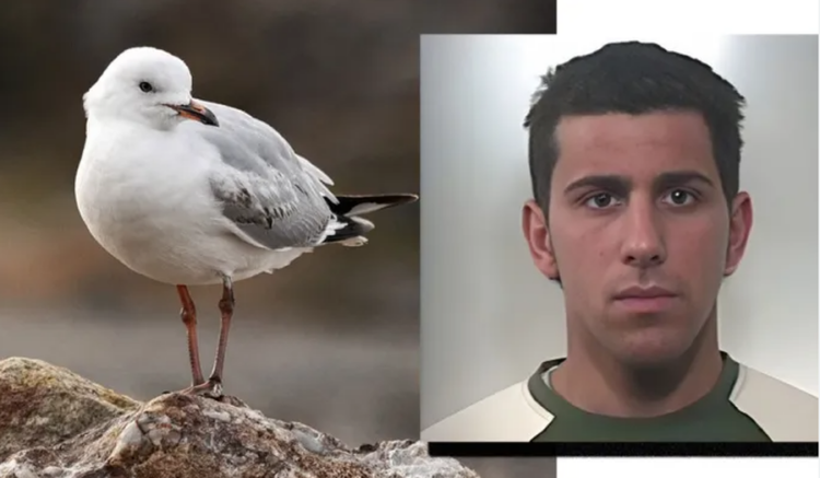 Vrasja e pulëbardhës çon pas hekurave bosin e drogës në Itali