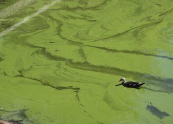 Ujërat e Liqenit Artificial të Tiranës ndoten me cianobaktere helmuese