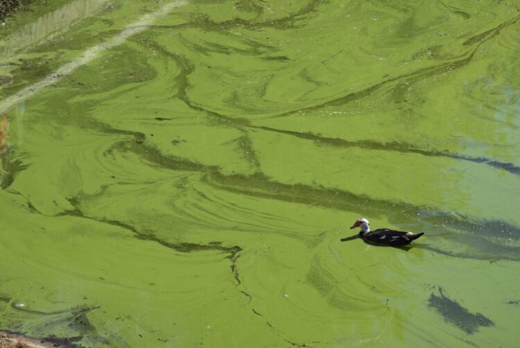 Ujërat e Liqenit Artificial të Tiranës ndoten me cianobaktere helmuese
