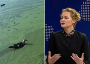 Ndotje nga ujërat e zeza në Liqenin e Tiranës/ Drejtoresha e Bashkisë “qetëson” qytetarët: Shtimi i algave jeshile, jo i rrezikshëm