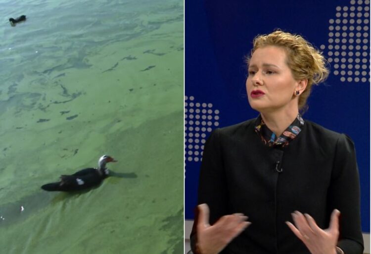 Ndotje nga ujërat e zeza në Liqenin e Tiranës/ Drejtoresha e Bashkisë “qetëson” qytetarët: Shtimi i algave jeshile, jo i rrezikshëm