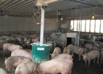 Përfshihet nga flakët stalla në Shkodër, digjen 22 bagëti