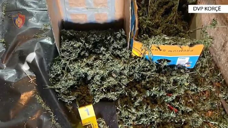 Magazina me kanabis në Korçë/ Arrestohen 7 persona, mes tyre edhe pronari (Emrat)