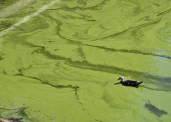 Katastrofë te “Liqeni i Tiranës”,  Këlliçi denoncon: Veliaj po e kthen në bombë ekologjike