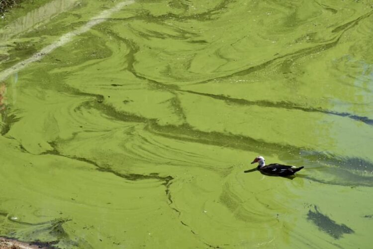 Katastrofë te “Liqeni i Tiranës”,  Këlliçi denoncon: Veliaj po e kthen në bombë ekologjike