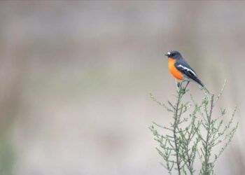 ”Science Daily”: Njerëzit shkaktuan zhdukjen e 600 llojeve shpendësh