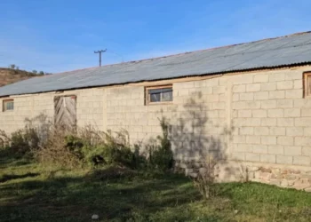 “Shtëpi bari” me  kanabis në Korçë, zbulohet kush ishte ‘koka’ e grupit (Emrat)