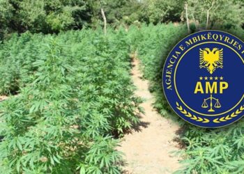 Prenë 1000 rrënjë hashashi në Shalë dhe nuk i asgjësuan, nën hetim 6 nënkomisarë dhe inspektorë