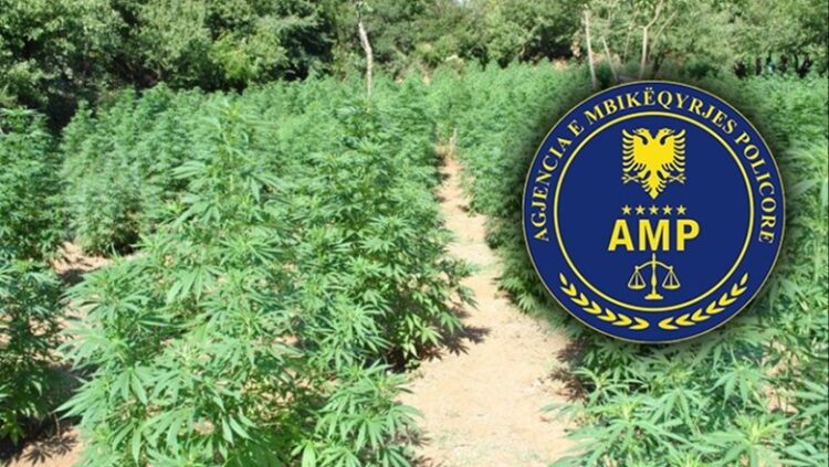 Prenë 1000 rrënjë hashashi në Shalë dhe nuk i asgjësuan, nën hetim 6 nënkomisarë dhe inspektorë