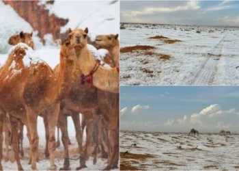 Për herë të parë në histori bie borë në shkretëtirën e Arabisë Saudite