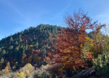 Parashikimi i motit, 12 Nëntor 2024