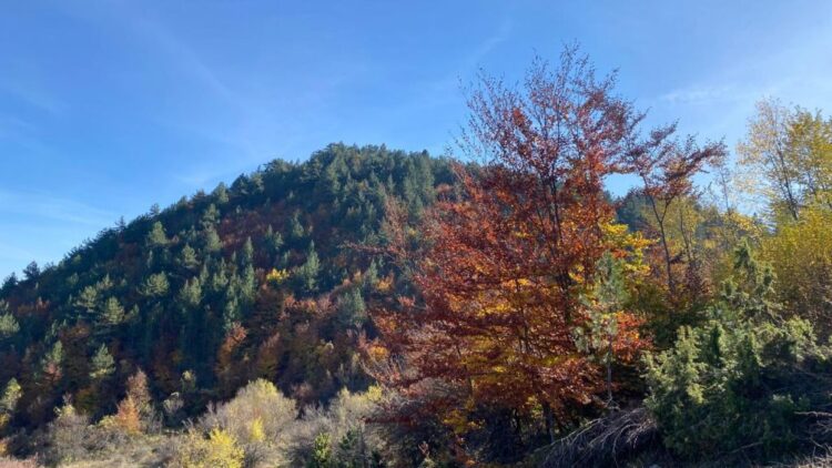 Parashikimi i motit, 12 Nëntor 2024