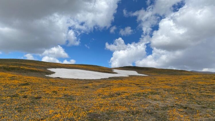 Parashikimi i motit, 18 Nëntor 2024