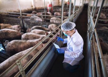 Shfaqet murtaja afrikane te derrat në Lezhë, zona e prekur vendoset në karantinë