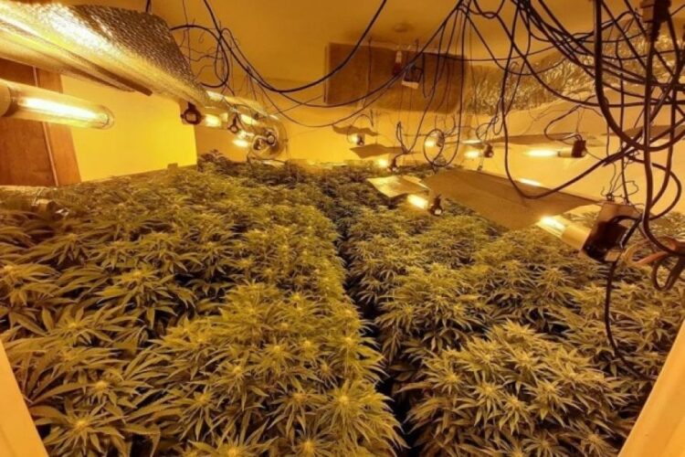 Përshtatën banesën për “shtëpi bari”, arrestohet punonjësi i OSHEE në Vaun e Dejës