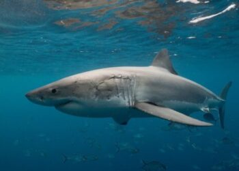 Humb jetën turisti në Egjipt, u sulmua nga një peshkaqen