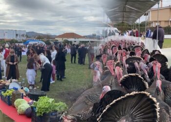 Peqin, gjelat e detit me 1200 lek/kg, fermerët: I shesim nën kosto…