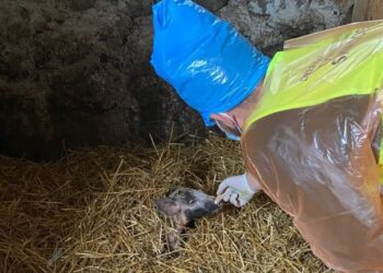 Murtaja Afrikane e Derrave në Shëngjin, del nga karantina pas 21 ditësh zona e Malit të Rrencit