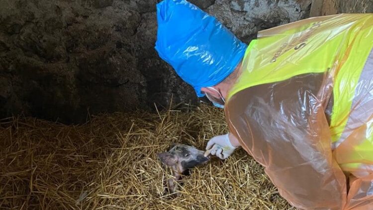 Murtaja Afrikane e Derrave në Shëngjin, del nga karantina pas 21 ditësh zona e Malit të Rrencit