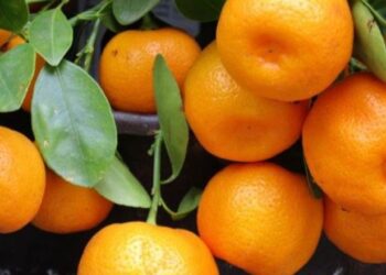 Denoncimi i Presidentit të Urdhrit Veterinar: Mandarinat në Shqipëri me mbetje pesticidesh të ndaluara në vendet e BE