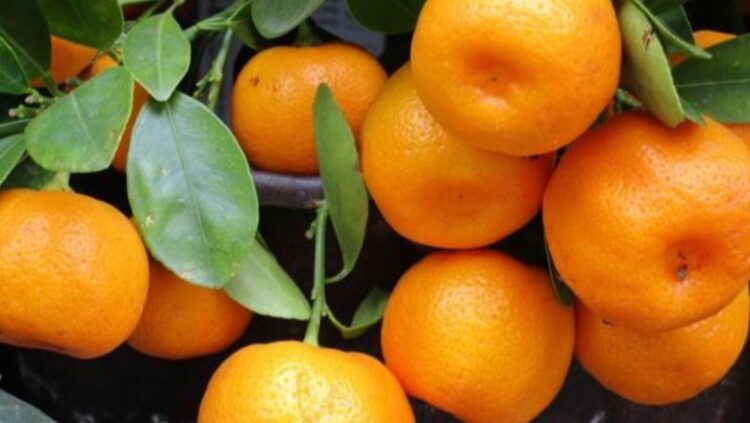 Denoncimi i Presidentit të Urdhrit Veterinar: Mandarinat në Shqipëri me mbetje pesticidesh të ndaluara në vendet e BE