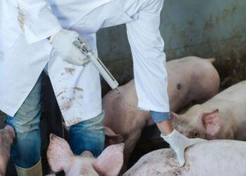 Murtaja afrikane e derrave në një fermë në Lezhë, MBZHR: Masa për kufizimin e përhapjes, nuk prek njeriun