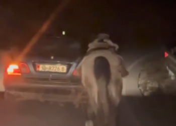 U filmua teksa tërhiqte kalin me makinë në Vlorë, gjobë 37-vjeçarit dhe konfiskim të ‘Benzit’