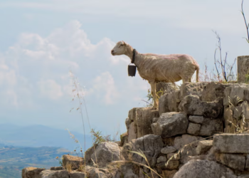A munden dhitë të parashikojnë tërmetet?