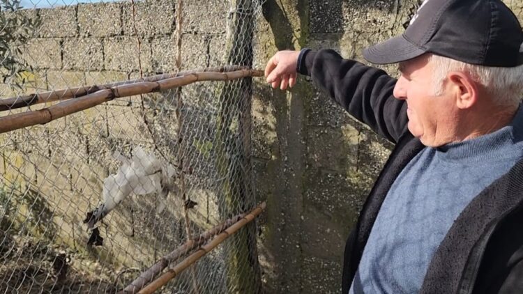 Banorët e Levanit ngrenë alarmin: Po na vjedhin gjelat e detit dhe të imtat