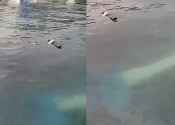 Moti i keq, fundoset peshkarexha në Durrës