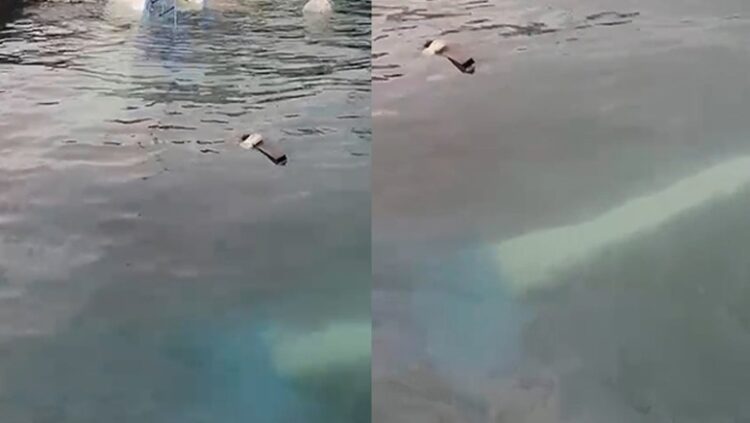 Moti i keq, fundoset peshkarexha në Durrës