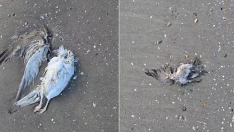 Grip shpendësh në Vlorë? Dhjetëra zogj të ngordhur në Plazhin e Vjetër