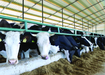 40% e fermave të kafshëve në Shqipëri përdorin antibiotikë! Ja si ndikon tek njeriu